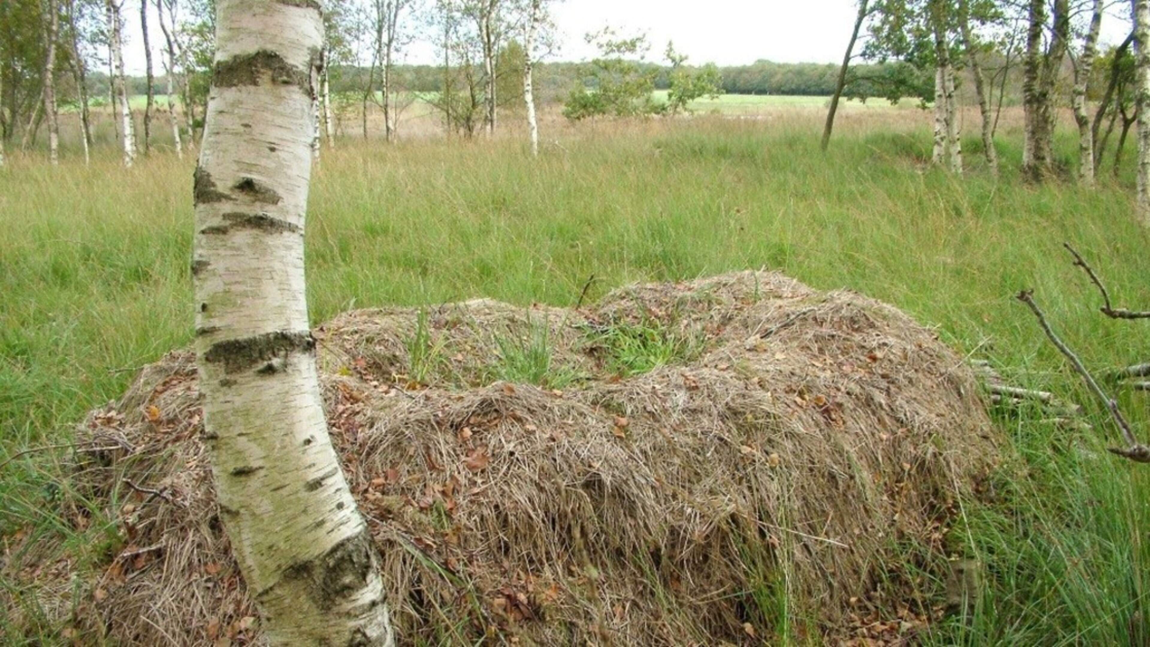 Vrijwilligers helpen natuur een handje op Landgoed Boschhoeve