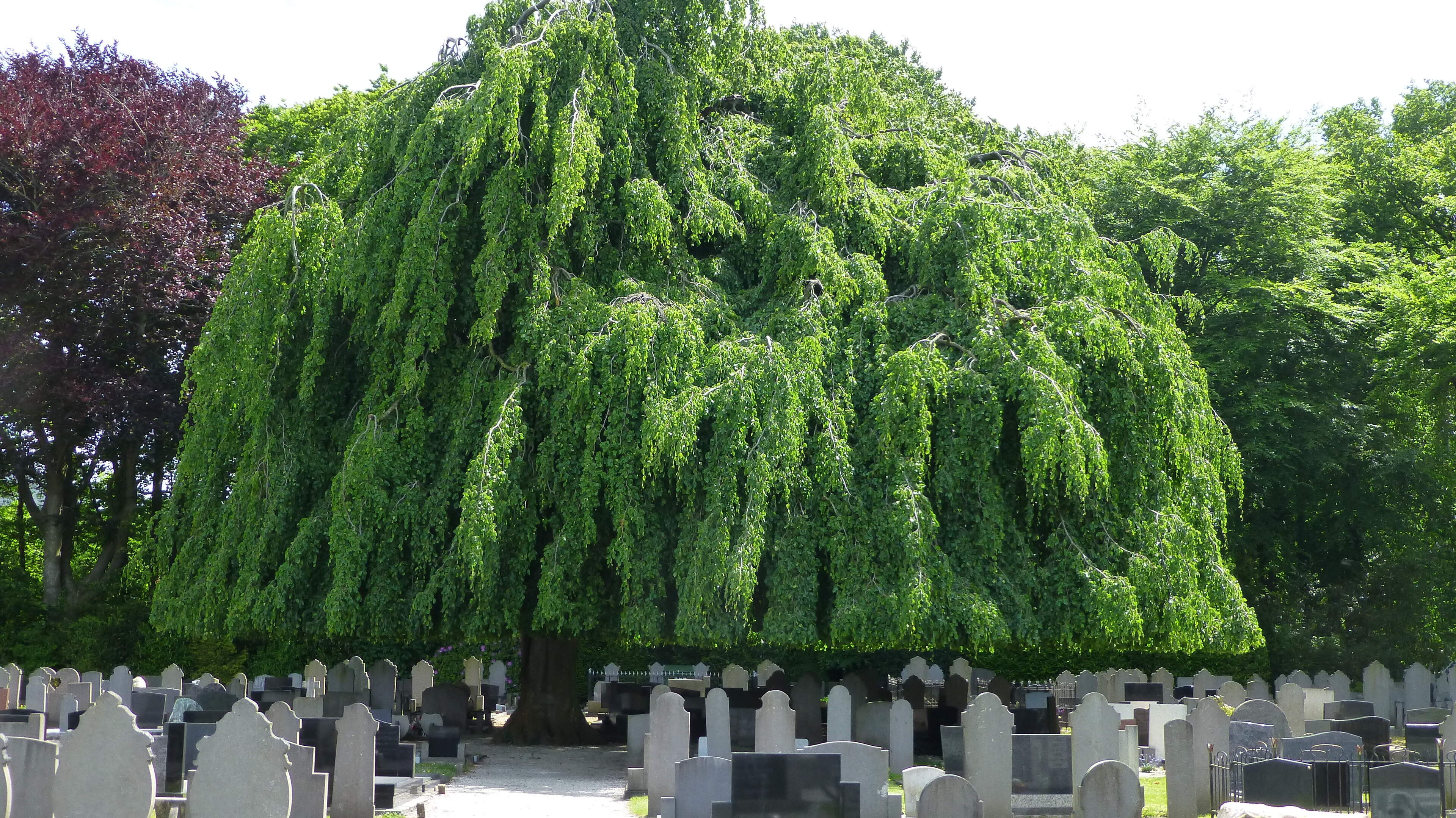 Treuren om monumentale treurbeuk op begraafplaats Oosterwolde. ’Zo’n blikvanger is niet te vervangen