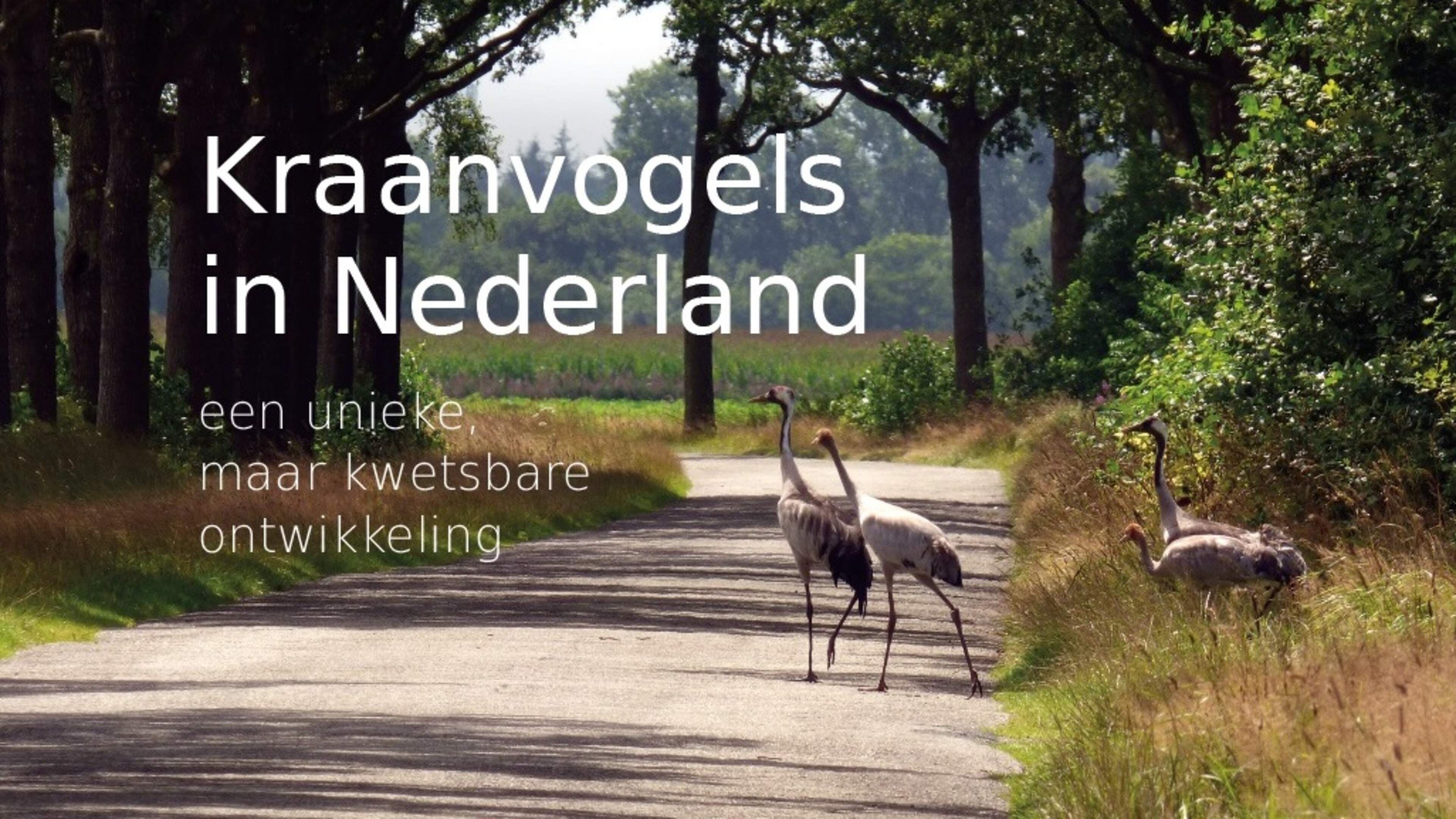 Herman Feenstra volgt al twintig jaar kraanvogels in het Fochteloërveen. Nu verschijnt er een boek o